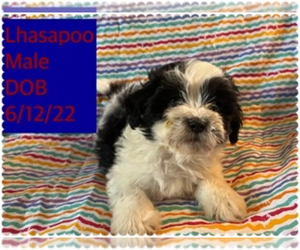 Lhasa-Poo Puppy for sale in AMSTERDAM, MO, USA