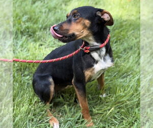 Rio - Female German Pinscher Dog for Adoption - Photo #3
