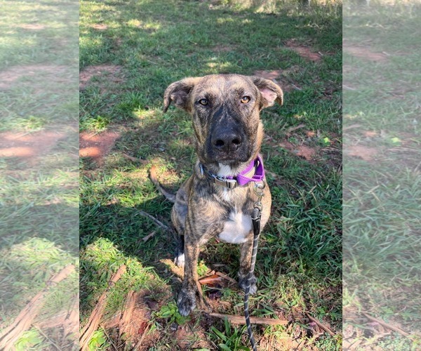 Medium Photo #1 Great Dane-Unknown Mix Puppy For Sale in Rustburg, VA, USA