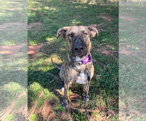 Great Dane-Unknown Mix Dogs for adoption in Rustburg, VA, USA