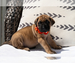 Puppy Orange Mastiff