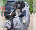 Small #2 Border Collie Mix