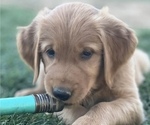 Puppy Dk Pink Collar Golden Retriever