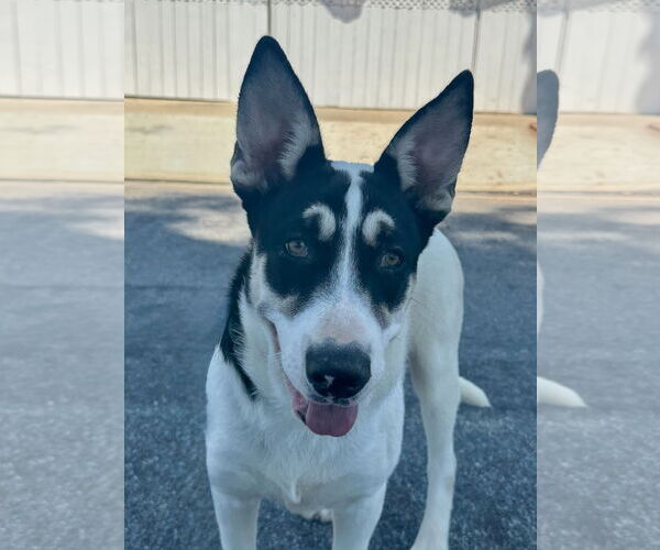 Medium Photo #1 Mutt Puppy For Sale in Newport Beach, CA, USA