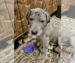 Puppy Reina Irish Dane