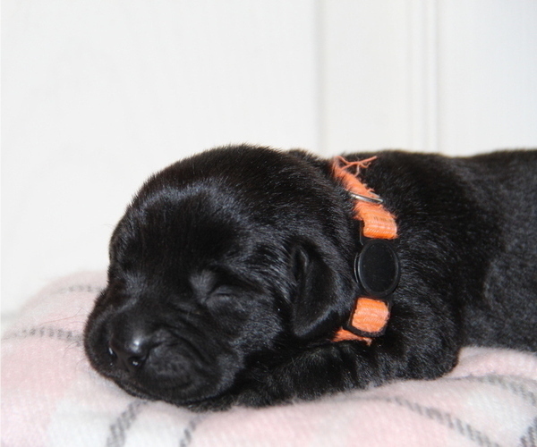 Medium Photo #2 Labrador Retriever Puppy For Sale in HYDE PARK, VT, USA