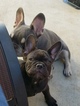 Small Photo #7 French Bulldog Puppy For Sale in INGLEWOOD, CA, USA