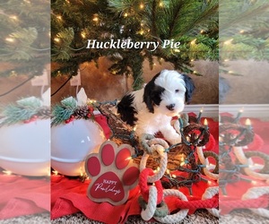 Cavapoo Puppy for sale in CHUBBUCK, ID, USA