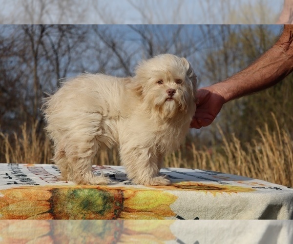 Medium Photo #20 ShihPoo Puppy For Sale in DYERSBURG, TN, USA