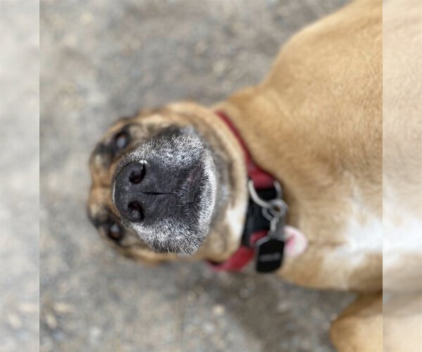 Medium Photo #2 Boxer-Chinese Shar-Pei Mix Puppy For Sale in Maryville, TN, USA