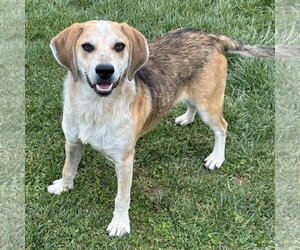Beagle-Unknown Mix Dogs for adoption in Batavia, OH, USA