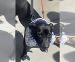 Small Photo #7 Labrador Retriever-Unknown Mix Puppy For Sale in Mount Laurel, NJ, USA