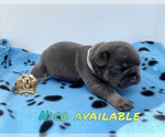 Small Photo #7 French Bulldog Puppy For Sale in LEHIGH ACRES, FL, USA