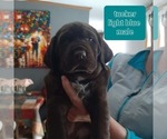 Small Photo #6 Labradinger Puppy For Sale in UNITY, NH, USA