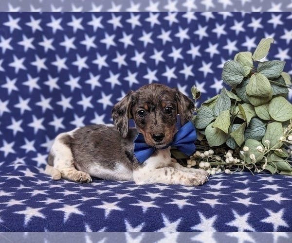 Medium Photo #6 Dachshund Puppy For Sale in LEOLA, PA, USA