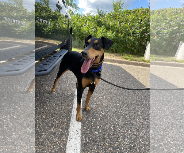 Medium Photo #2 Doberman Pinscher Puppy For Sale in Minneaoplis, MN, USA