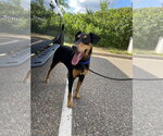 Small #1 Doberman Pinscher