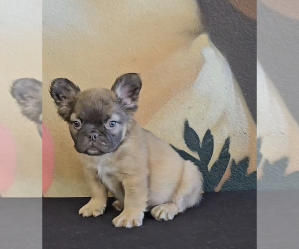 Medium Photo #16 French Bulldog Puppy For Sale in SAN JOSE, CA, USA