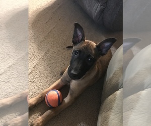 Belgian Malinois Puppy for sale in GREENVILLE, MI, USA