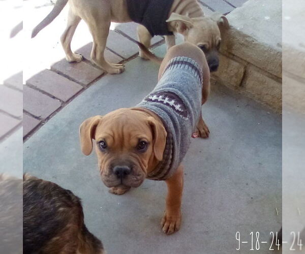 Medium Photo #8 Bulldog-Unknown Mix Puppy For Sale in Apple Valley, CA, USA