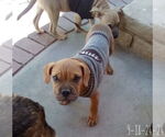 Small #7 Bulldog Mix