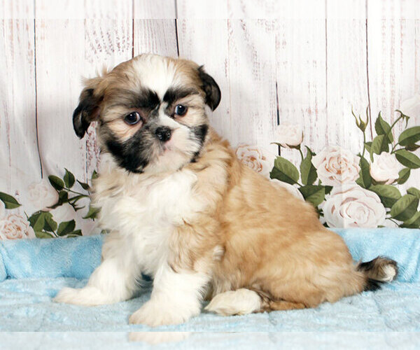 Medium Photo #1 Shih Tzu Puppy For Sale in PENNS CREEK, PA, USA