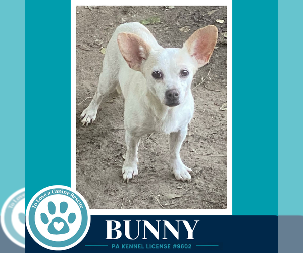 Medium Photo #4 Chihuahua-Unknown Mix Puppy For Sale in Kimberton, PA, USA