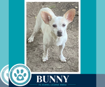 Small #3 Chihuahua Mix