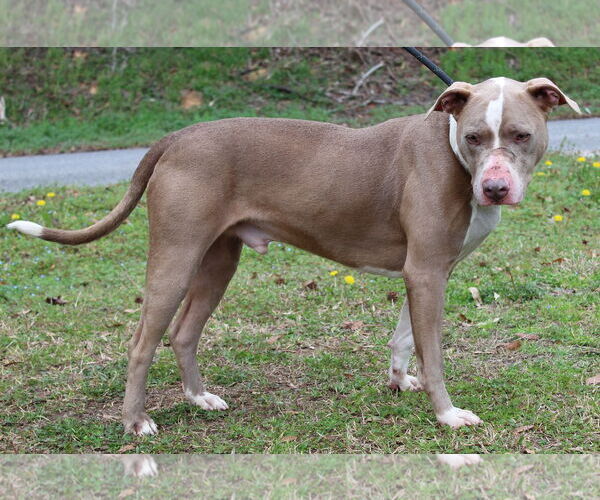 Medium Photo #4 Mutt Puppy For Sale in Prattville, AL, USA