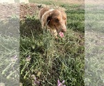 Small #5 Dachshund