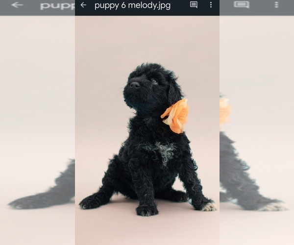 Medium Photo #7 Portuguese Water Dog Puppy For Sale in Guelph, Ontario, Canada