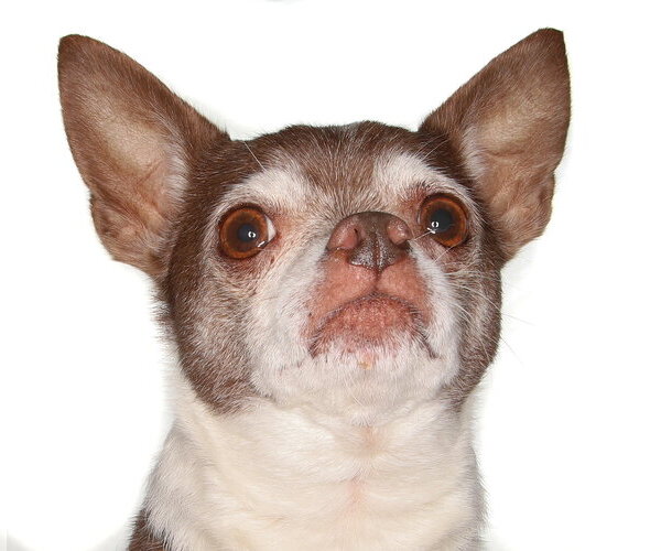 Medium Photo #2 Chihuahua Puppy For Sale in Oakland Park, FL, USA