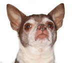 Small #1 Chihuahua