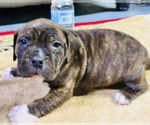 Small #11 American Bully