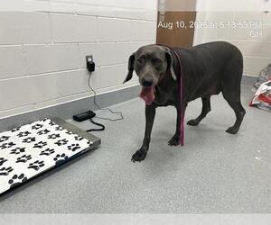 Weimaraner Dogs for adoption in Ocala, FL, USA