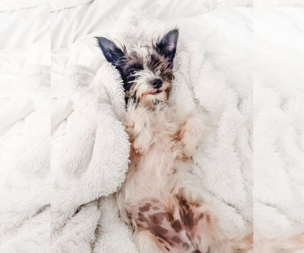 Medium Photo #5 Skye Terrier Puppy For Sale in Valrico, FL, USA