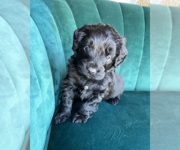 Medium Photo #3 Aussiedoodle Miniature  Puppy For Sale in PURDON, TX, USA