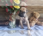 Puppy Puppy 2 Bullmastiff