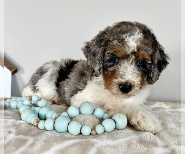 Medium Photo #5 Miniature Bernedoodle-Poodle (Miniature) Mix Puppy For Sale in INDIANAPOLIS, IN, USA