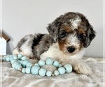 Small #4 Miniature Bernedoodle-Poodle (Miniature) Mix