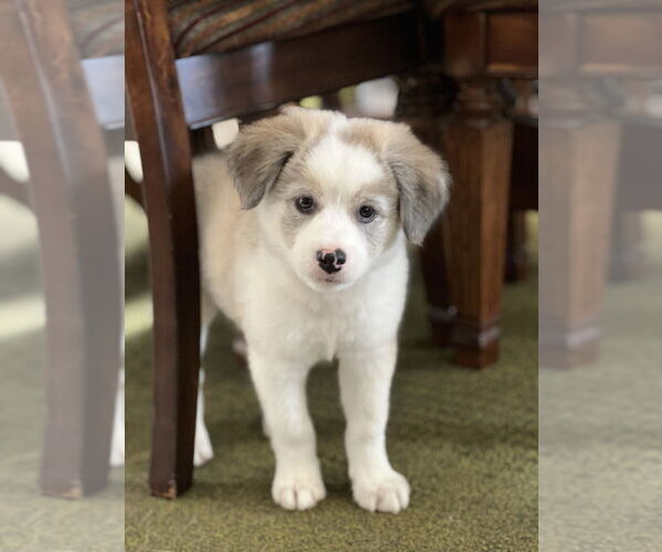 Medium Photo #2 Colonial Cocker Spaniel-Unknown Mix Puppy For Sale in San Diego, CA, USA