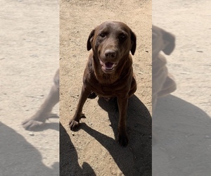 Mother of the Labrador Retriever puppies born on 02/18/2026