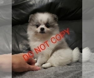 Pomeranian Puppy for sale in DOWNERS GROVE, IL, USA