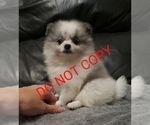 Image preview for Ad Listing. Nickname: Bella