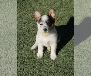 Cowboy Corgi Puppy for sale in BRIGGSDALE, CO, USA