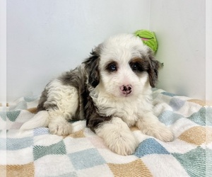 Miniature Bernedoodle Puppy for sale in FRANKLIN, IN, USA