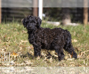 Goldendoodle-Poodle (Standard) Mix Puppy for sale in ELLENBORO, NC, USA