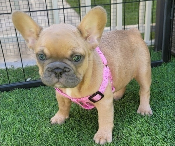 Medium Photo #8 French Bulldog Puppy For Sale in LAS VEGAS, NV, USA