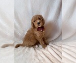 Small #2 Goldendoodle
