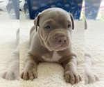 Small Photo #13 American Pit Bull Terrier Puppy For Sale in PALM BCH GDNS, FL, USA